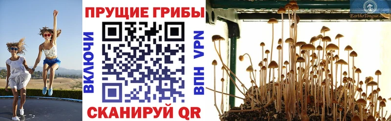 сколько стоит  Межгорье  Псилоцибиновые грибы Psilocybine cubensis 